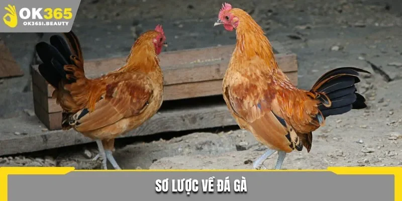 Sơ lược về đá gà